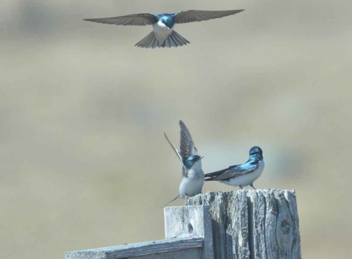 Tree Swallow - ML230005721