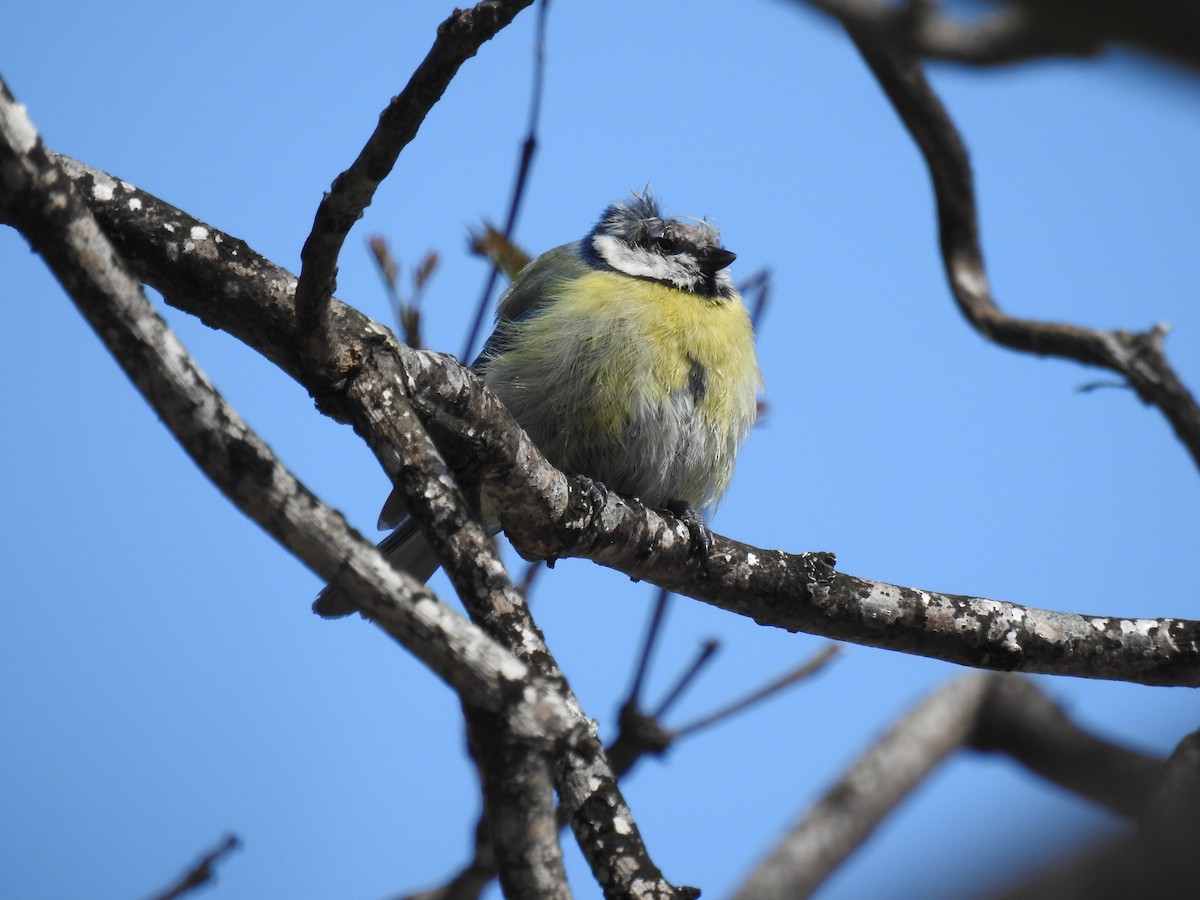 Eurasian Blue Tit - ML230005761