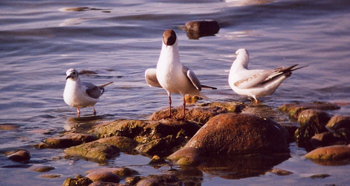 Gaviota Reidora - ML23000611