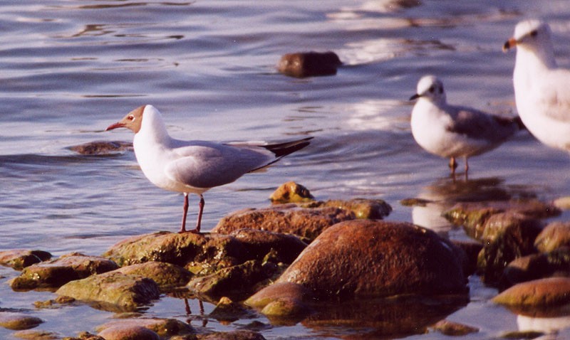 Gaviota Reidora - ML23000631