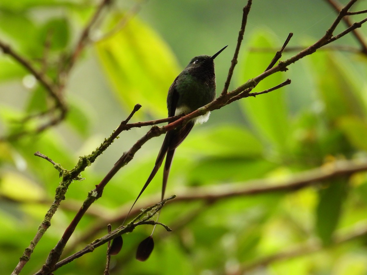 White-booted Racket-tail - ML230007671