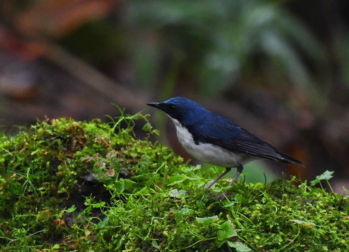 Siberian Blue Robin - ML230008951