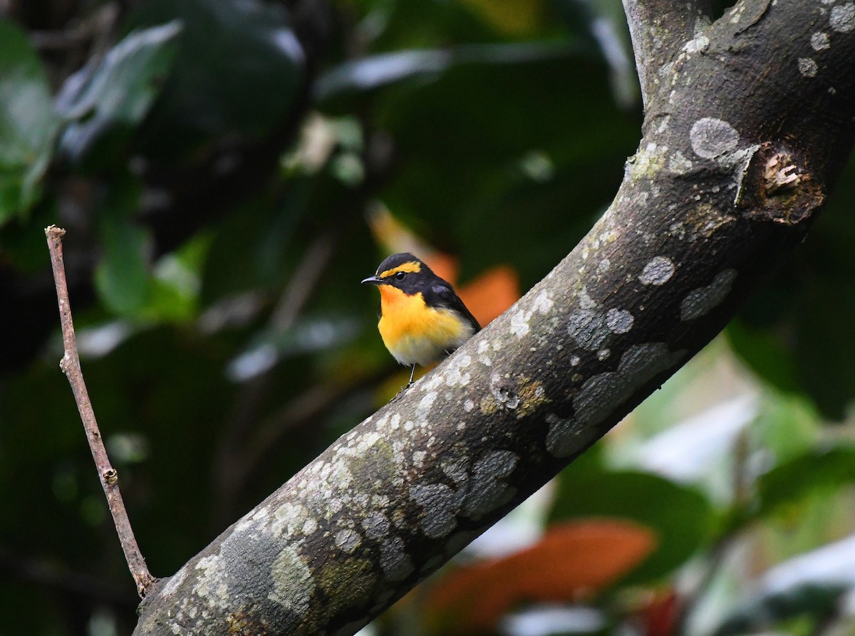 Narcissus Flycatcher - ML230008981