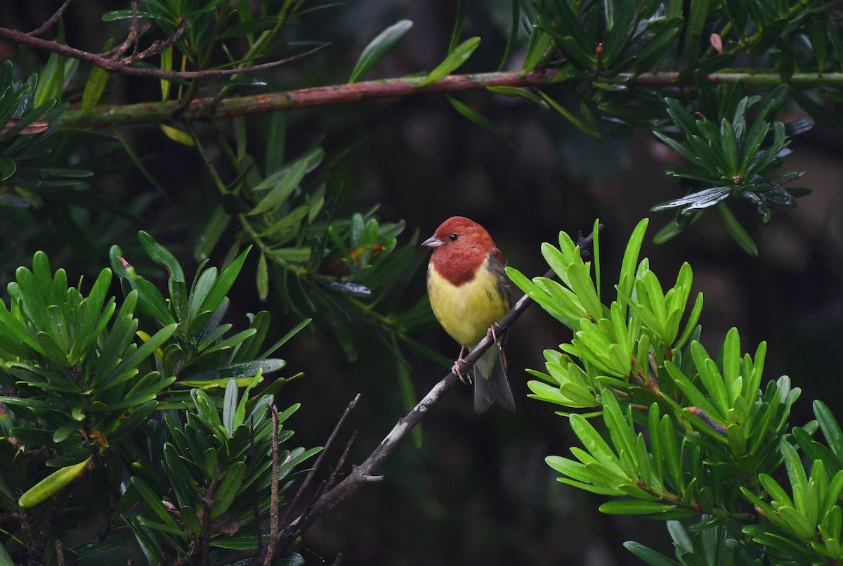 Chestnut Bunting - ML230009091