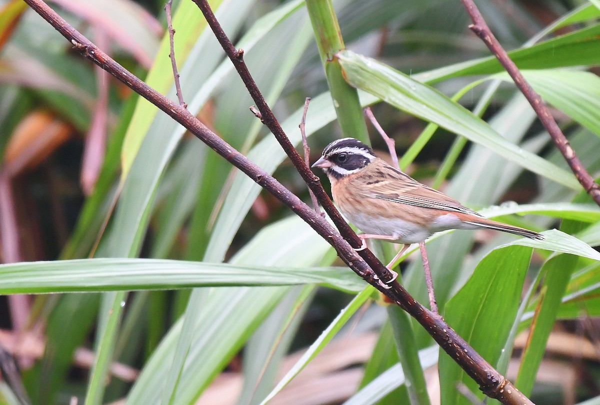 Tristram's Bunting - ML230009121