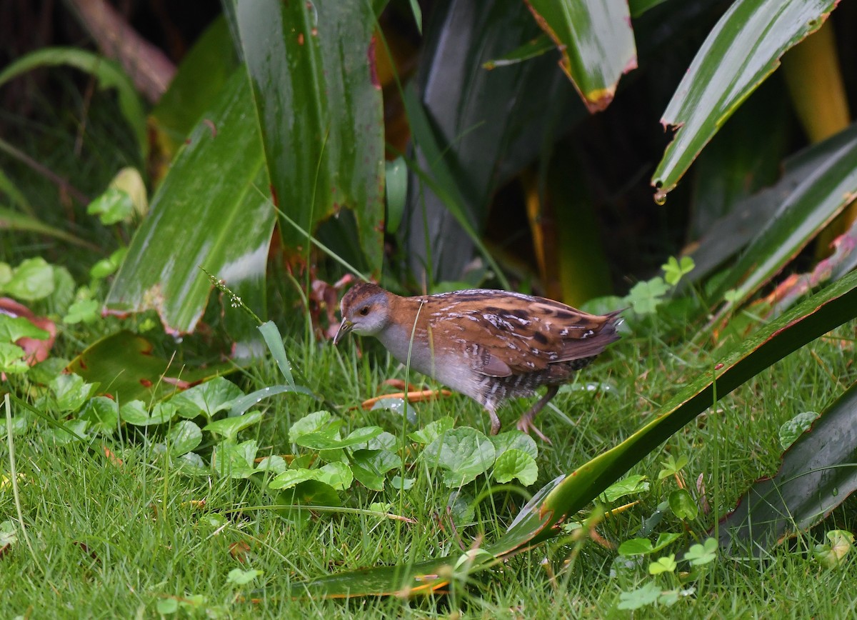 Baillon's Crake - ML230009201