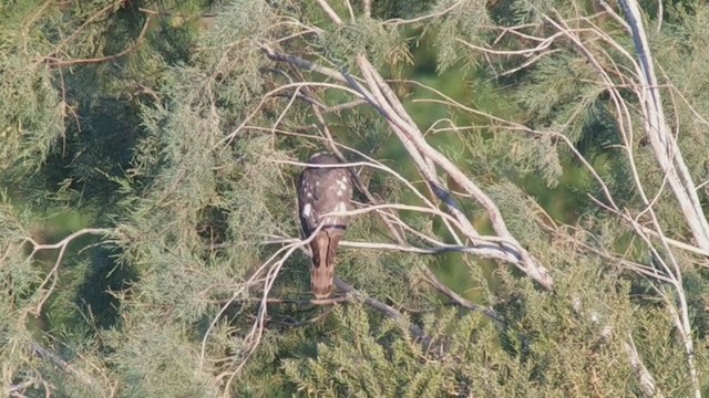 Levant Sparrowhawk - ML230009671