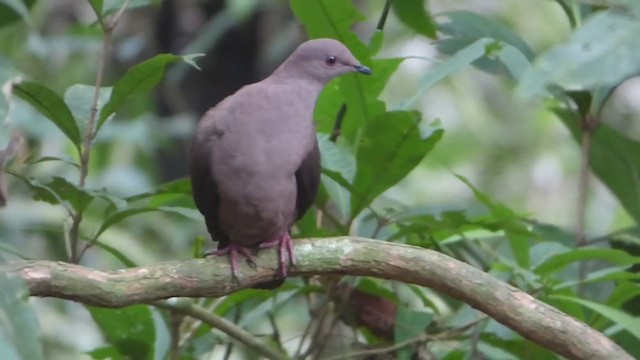 Pigeon vineux - ML230009981