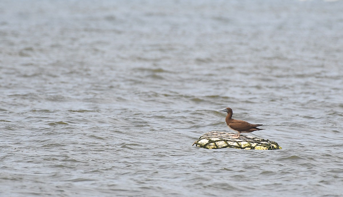 Brown Booby - ML230010141