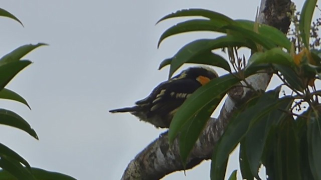 Gilded Barbet - ML230011591