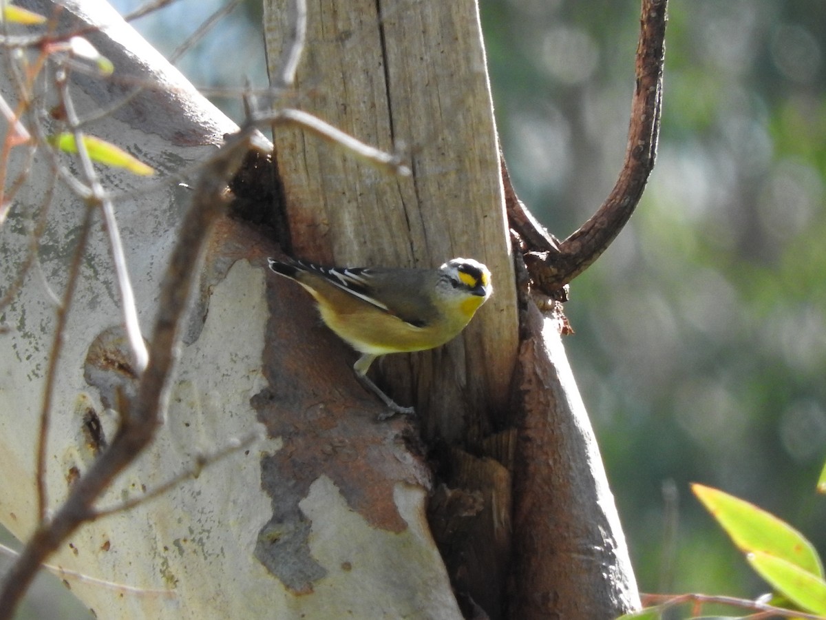 Striated Pardalote - ML230012391