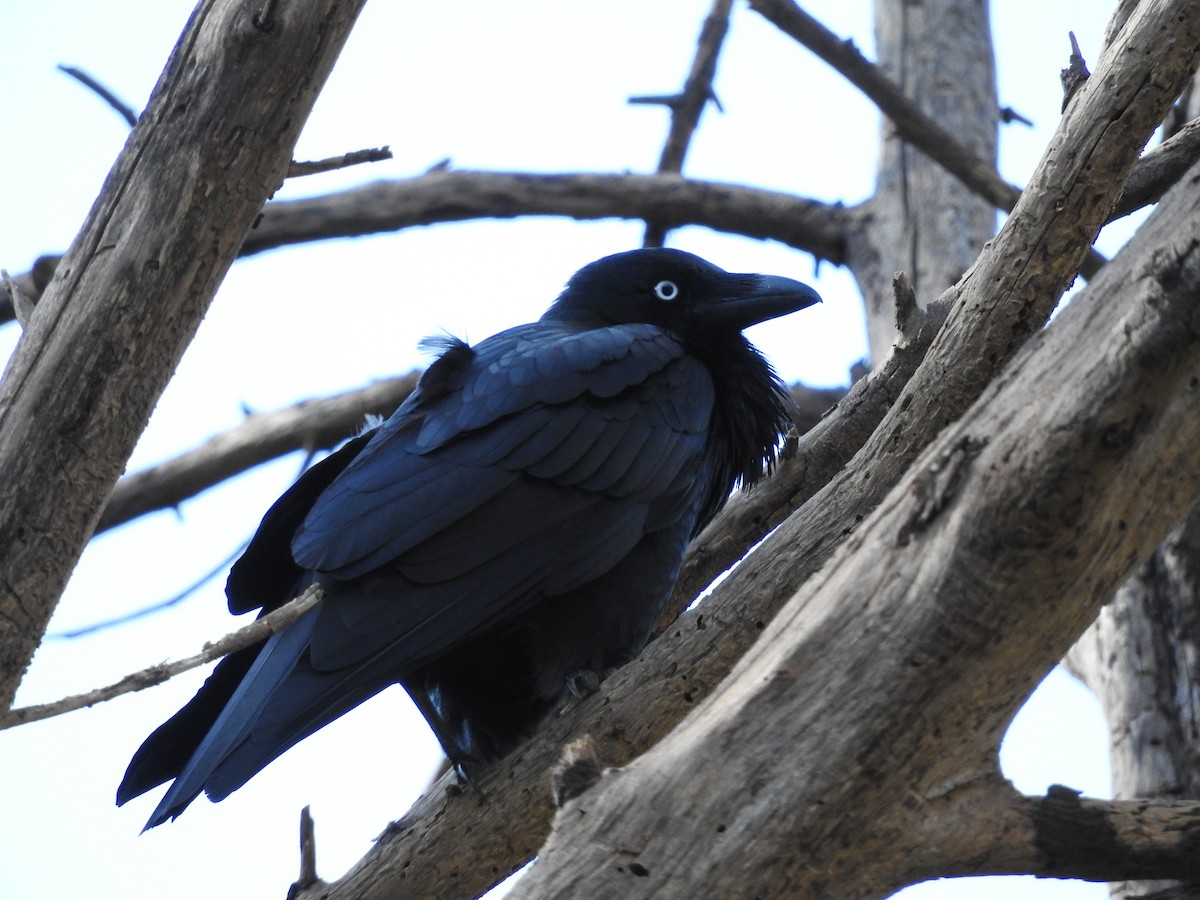 Australian Raven - ML230012481