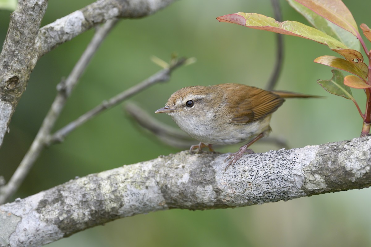 Brownish-flanked Bush Warbler - ML230012931