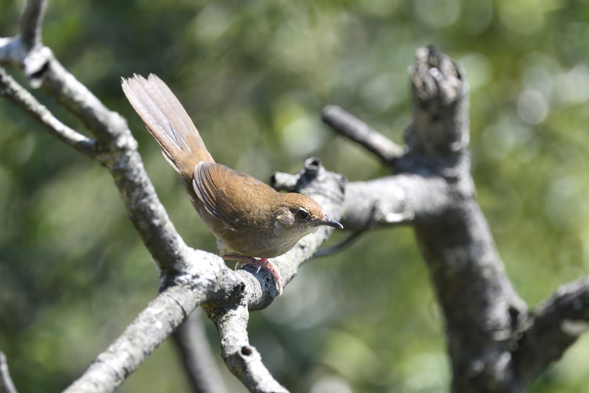 Russet Bush Warbler - Chun Fai LO