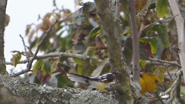 Cardinal à tête jaune - ML230014271