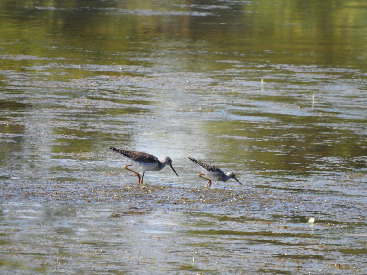 Lesser Yellowlegs - ML230014331