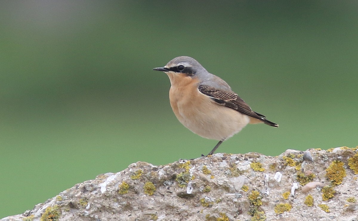 Northern Wheatear - ML230014741