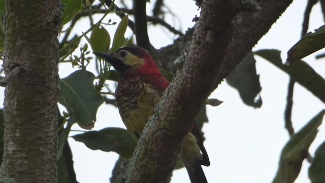 Carpintero Candela Común - ML230014951