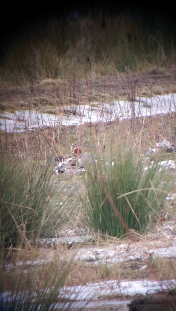 Eurasian Wigeon - ML23001821