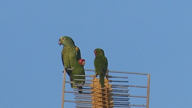 アオボウシインコ - ML230018211