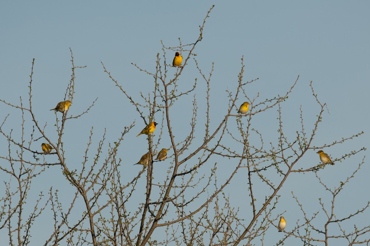 Lesser Masked-Weaver - Frédéric Bacuez