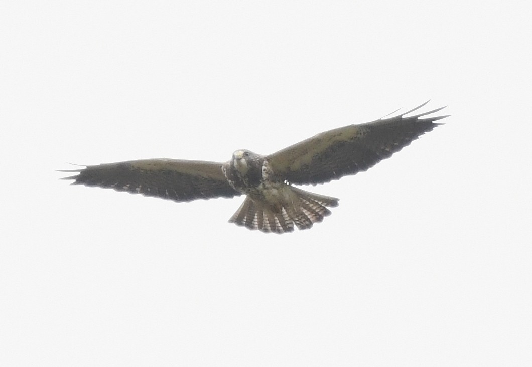 Swainson's Hawk - ML230020071