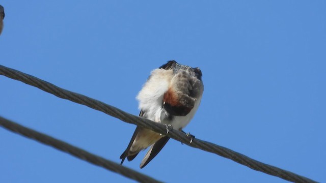 Cliff Swallow - ML230020951