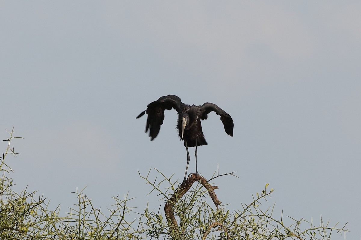 African Openbill - ML230021021