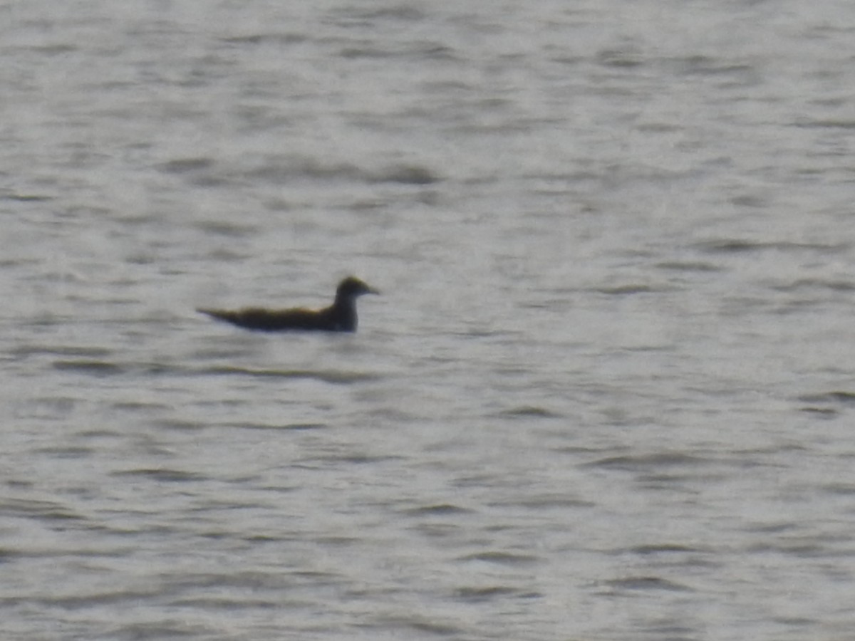 Sabine's Gull - ML230027211