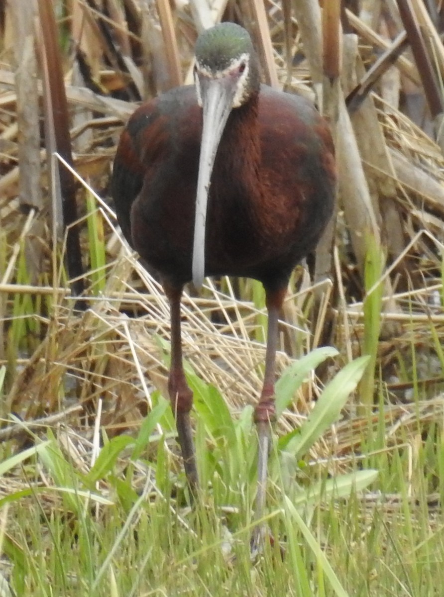 ibis americký - ML230027641