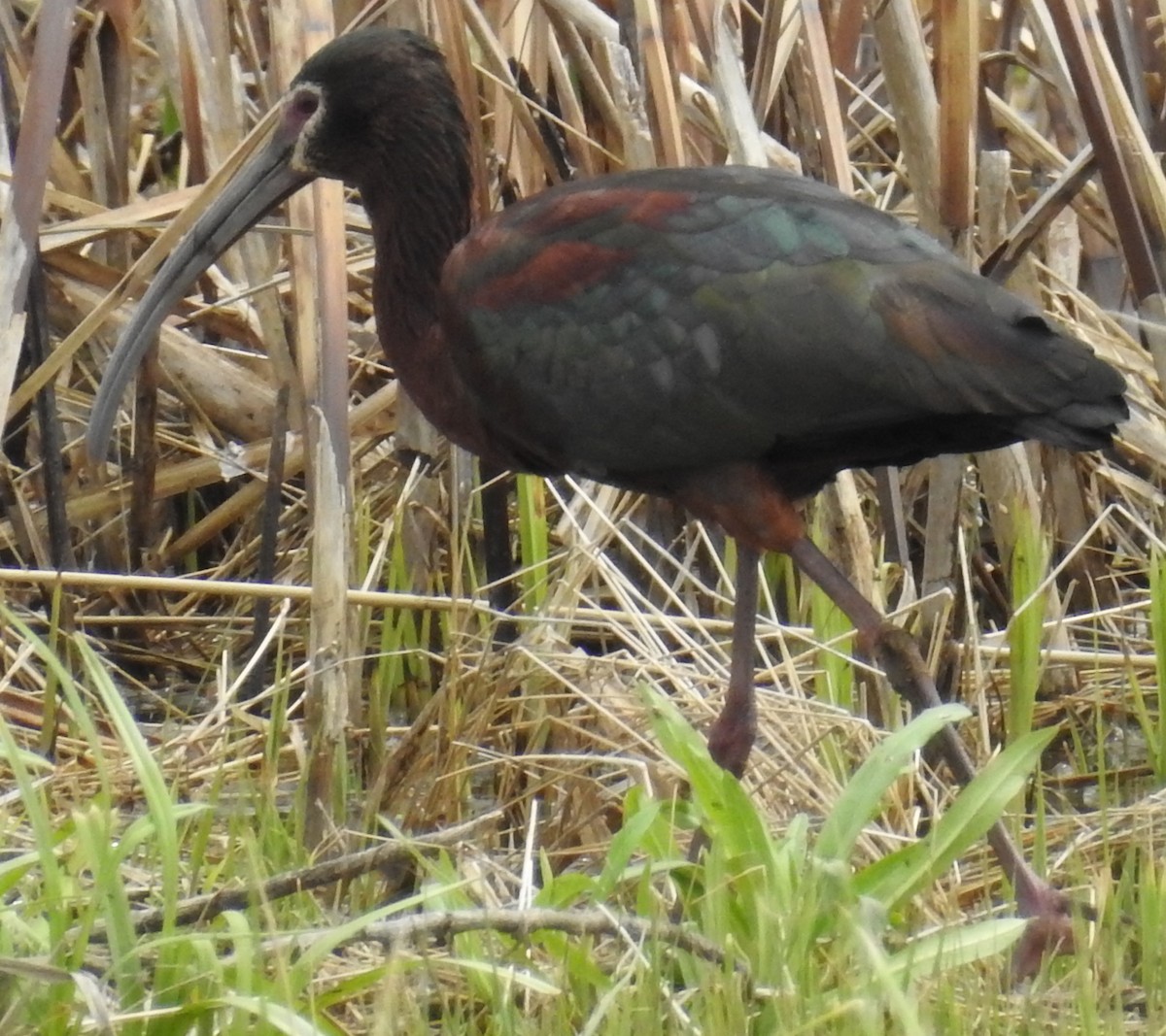 ibis americký - ML230027661