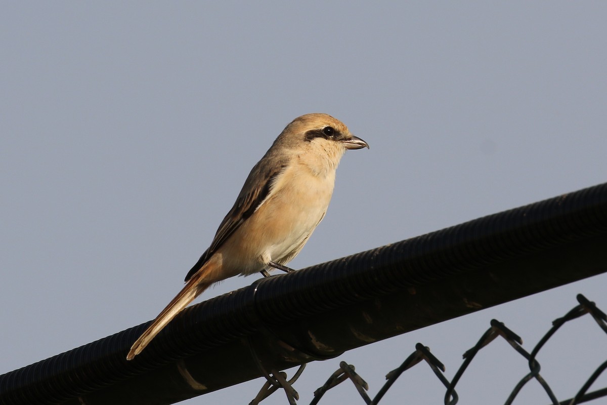 Isabelline Shrike - Laurent Esselen