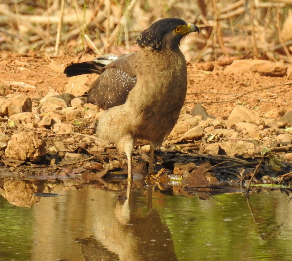 Crested Serpent-Eagle - ML230028501