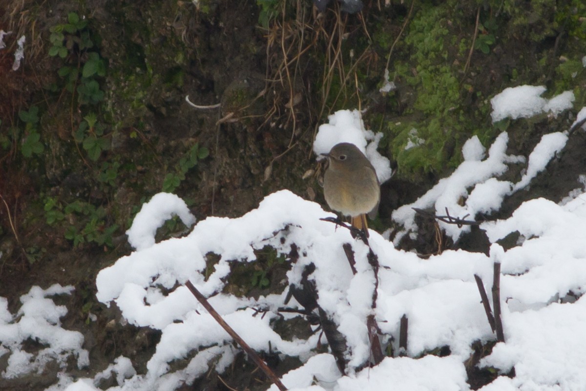 White-throated Redstart - ML230031921