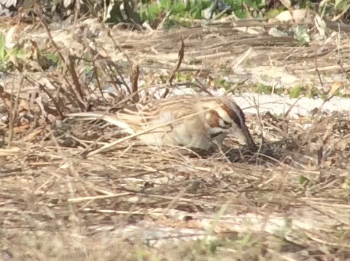 Lark Sparrow - ML23003201