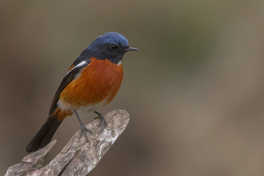 White-throated Redstart - ML230032471