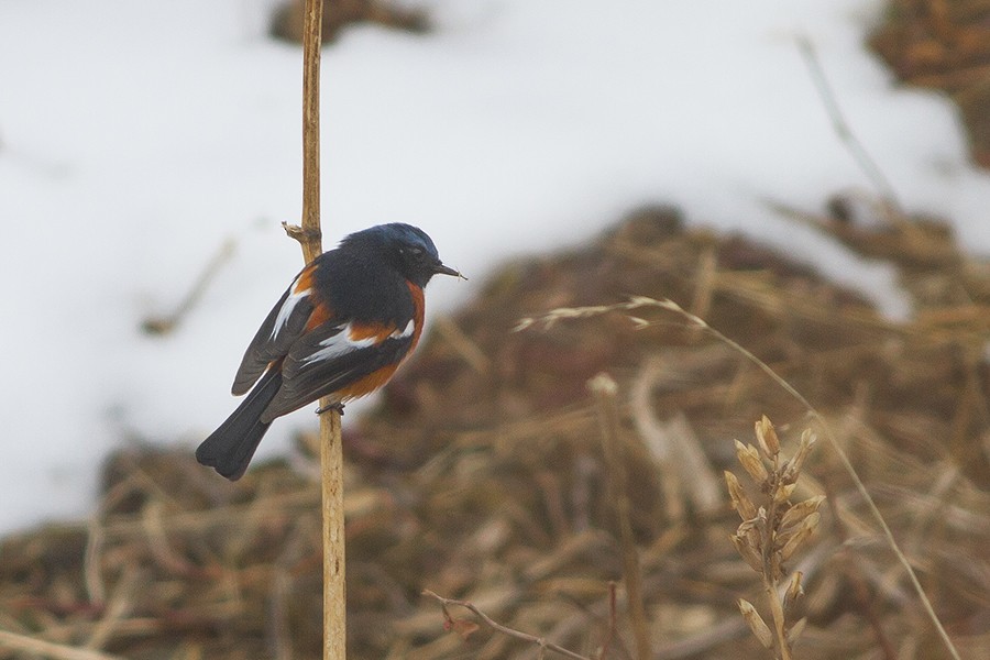 White-throated Redstart - ML230032921