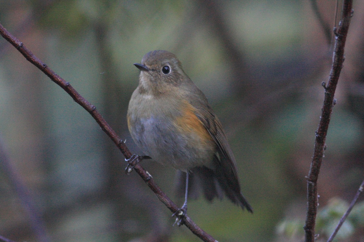 Red-flanked/Himalayan Bluetail - ML230033421