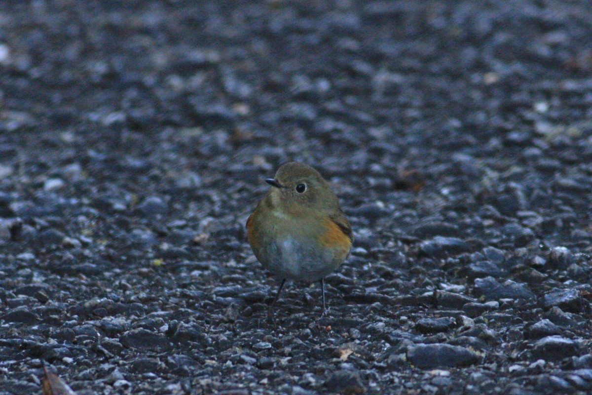 Red-flanked/Himalayan Bluetail - ML230033441