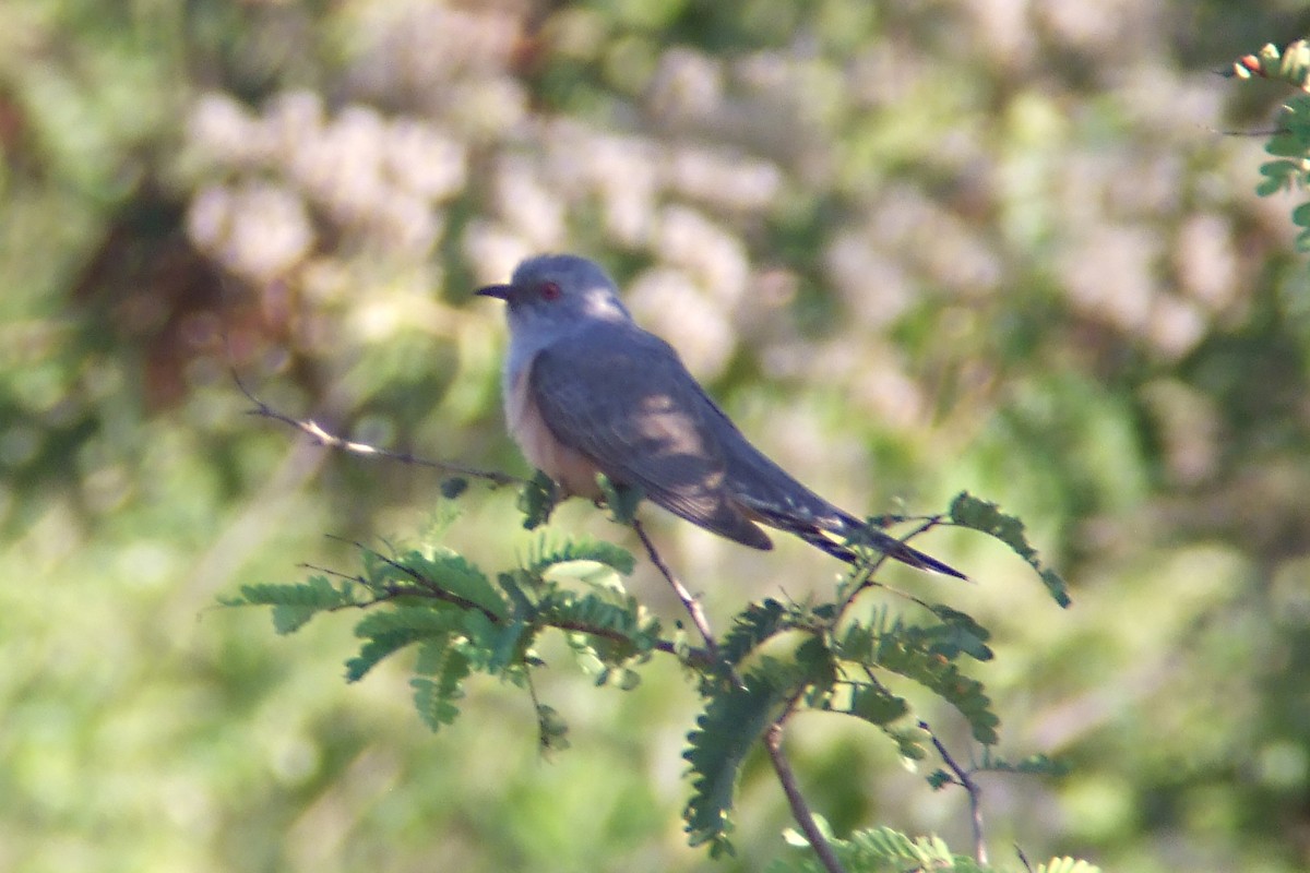 Plaintive Cuckoo - ML230034951