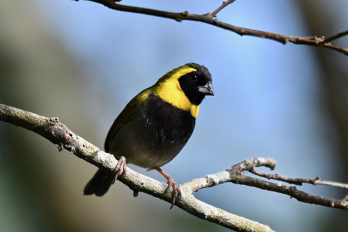 Cuban Grassquit - Jacques Erard