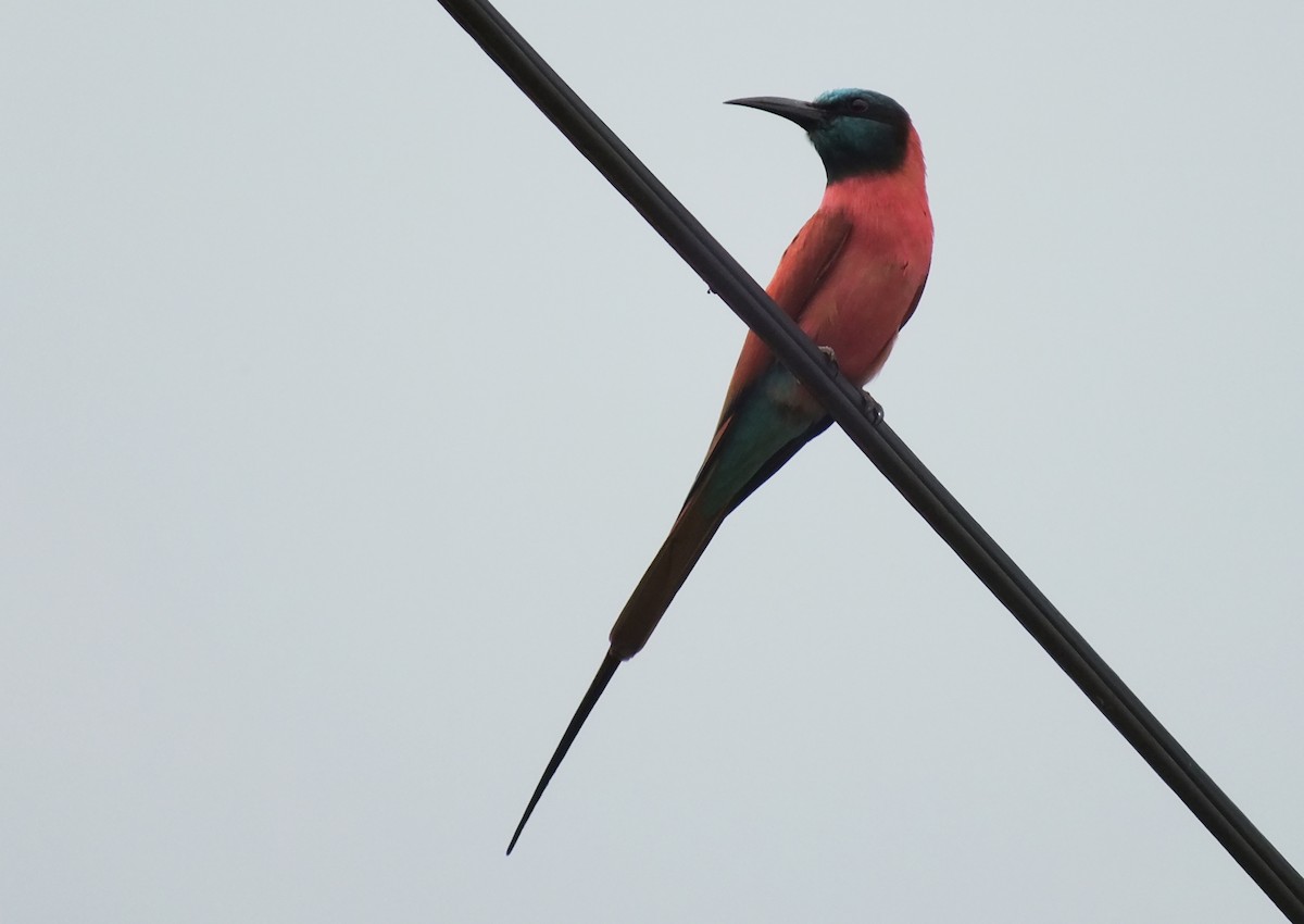 Northern Carmine Bee-eater - ML230037331