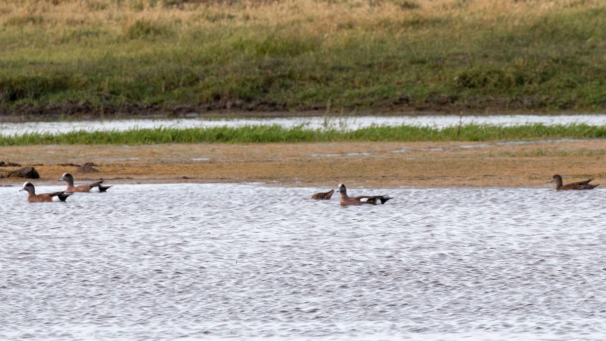 American Wigeon - ML230038141