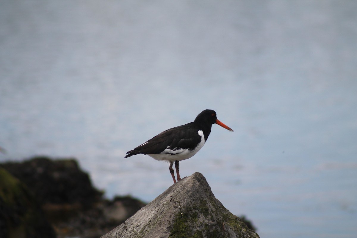 Eurasian Oystercatcher (Western) - Seán Walsh