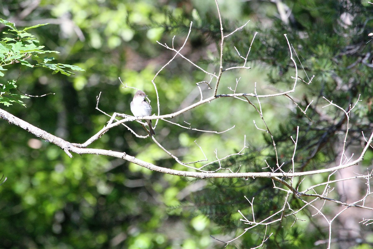 Eastern Phoebe - ML230040301