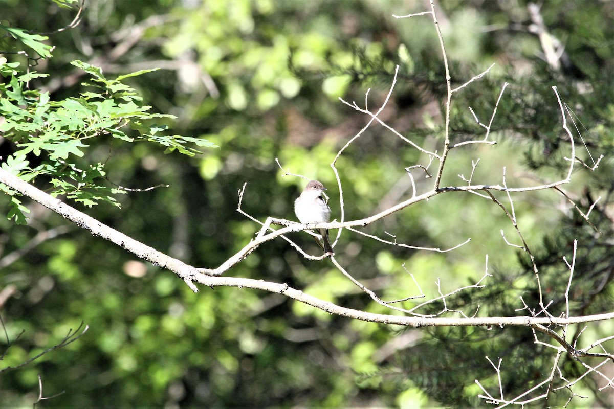 Eastern Phoebe - ML230040401