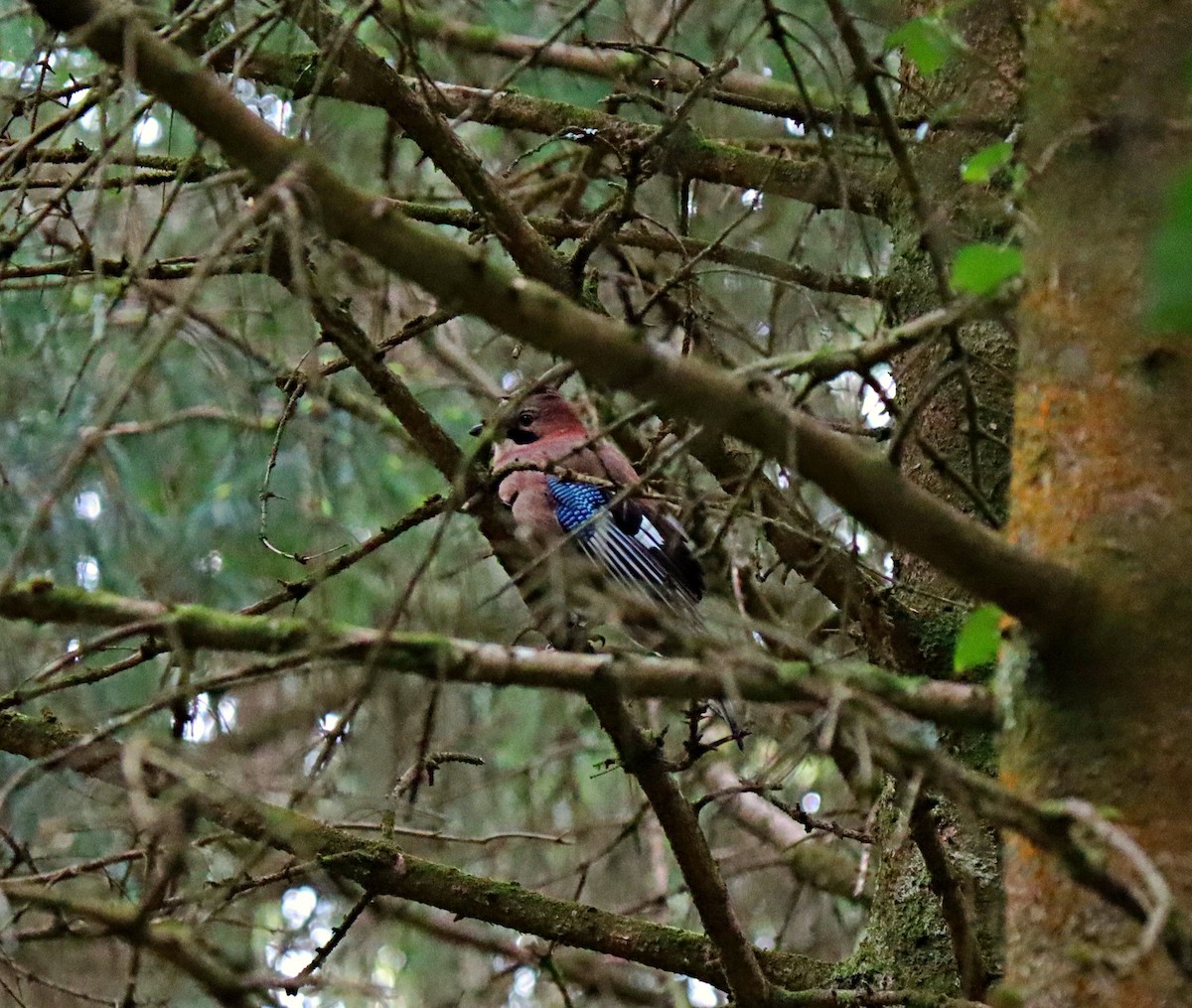 Eurasian Jay - ML230041261