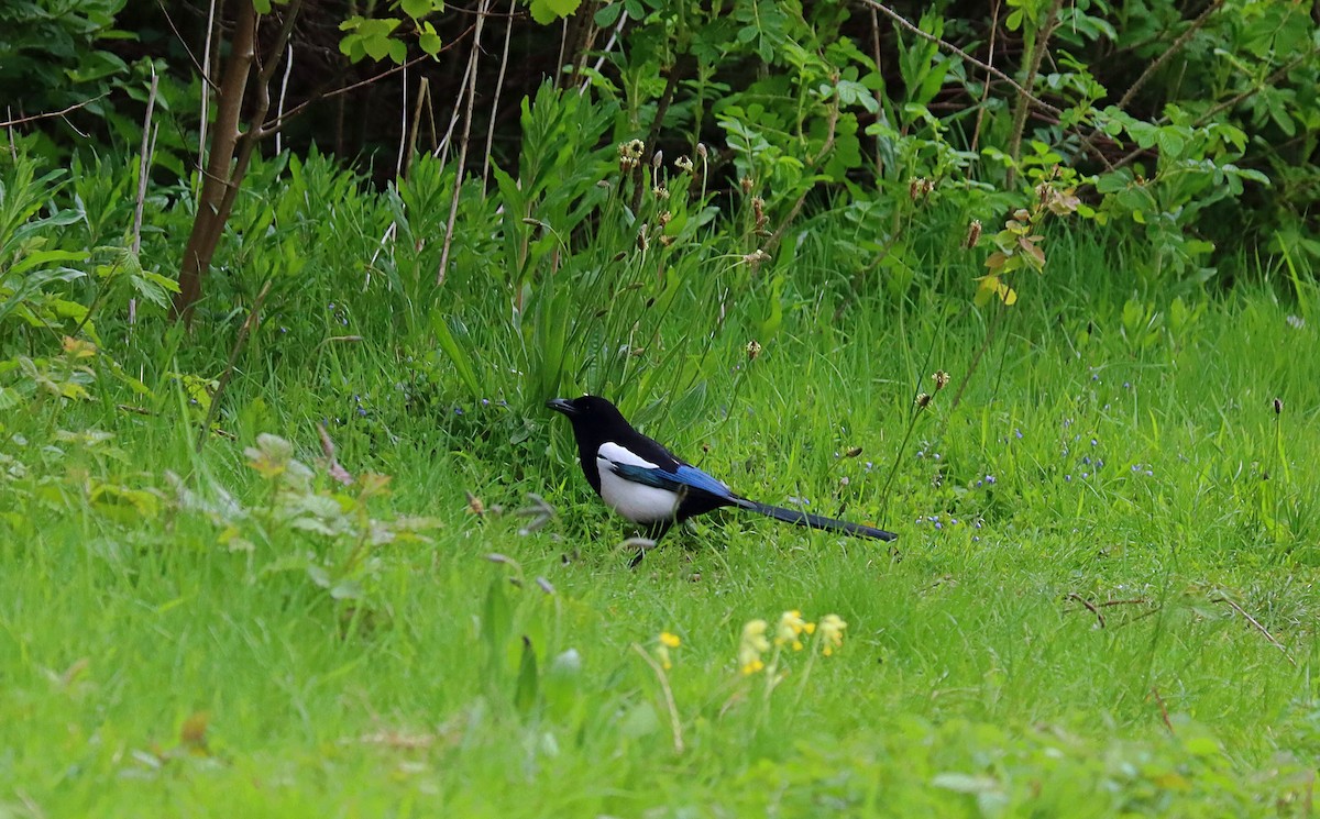 Eurasian Magpie - ML230041381