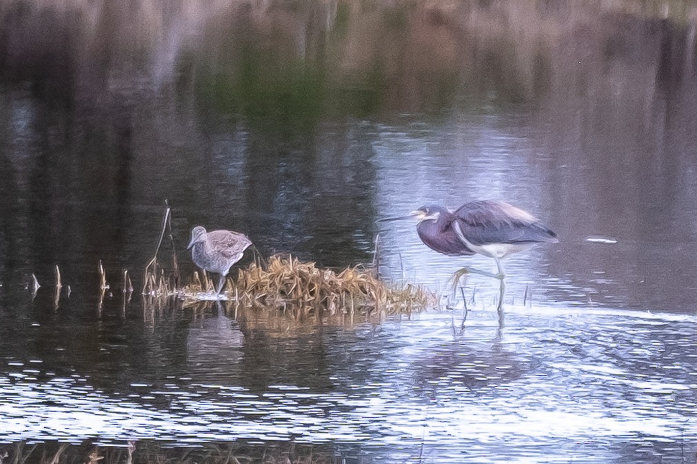 Tricolored Heron - Scott Dresser