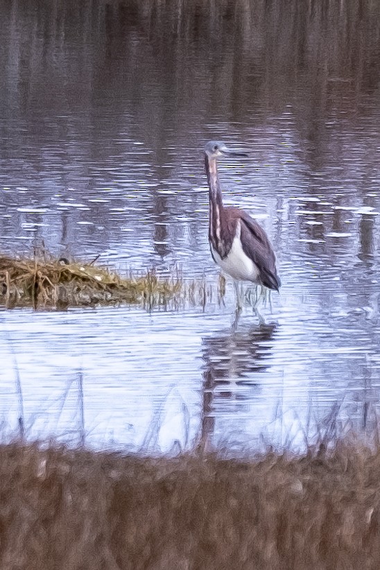 Tricolored Heron - Scott Dresser